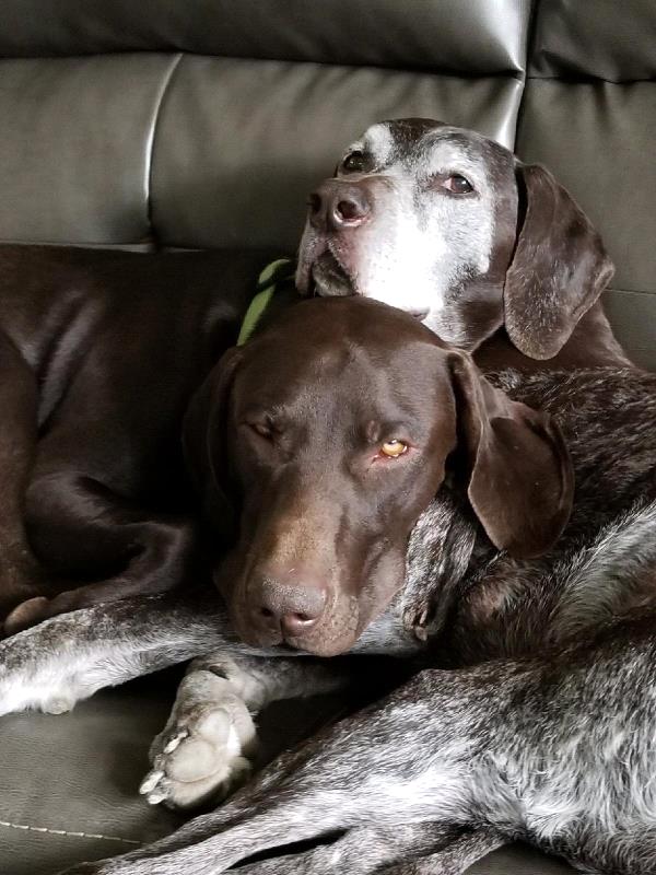 /Images/uploads/Southeast German Shorthaired Pointer Rescue/segspcalendarcontest2018/entries/8858thumb.jpg